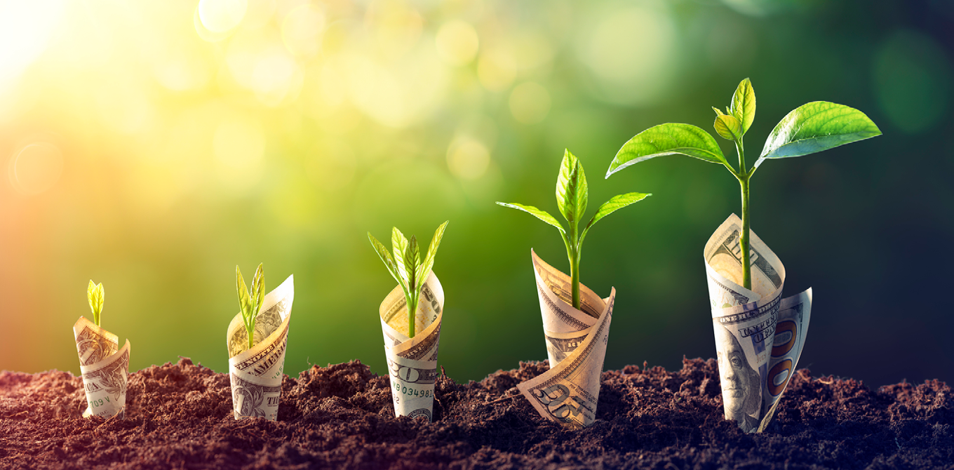 Money seeds growing in the ground.
